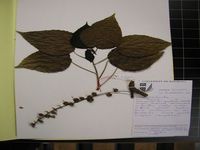 Herbarium sample